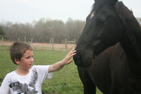 Child touching horses nose